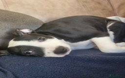 Staffordshire Bull Terrier dogs for sale: From Our Family to Yours - Image 13