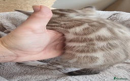 Bengal cats for sale: TICA Registered Bengal Kittens–Ready End Nov 25 - Image 11