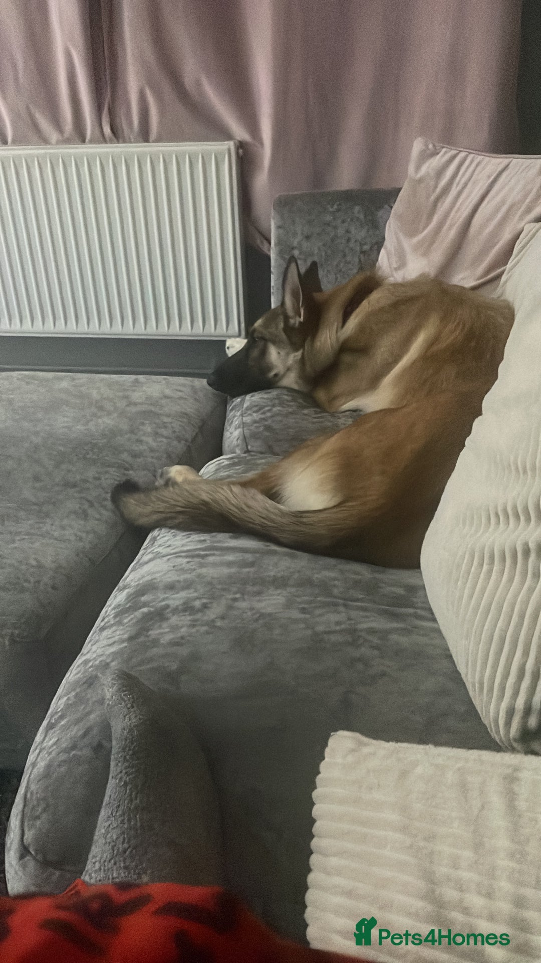 Mixed Breed dogs for sale: 10 month old puppy - Advert 4