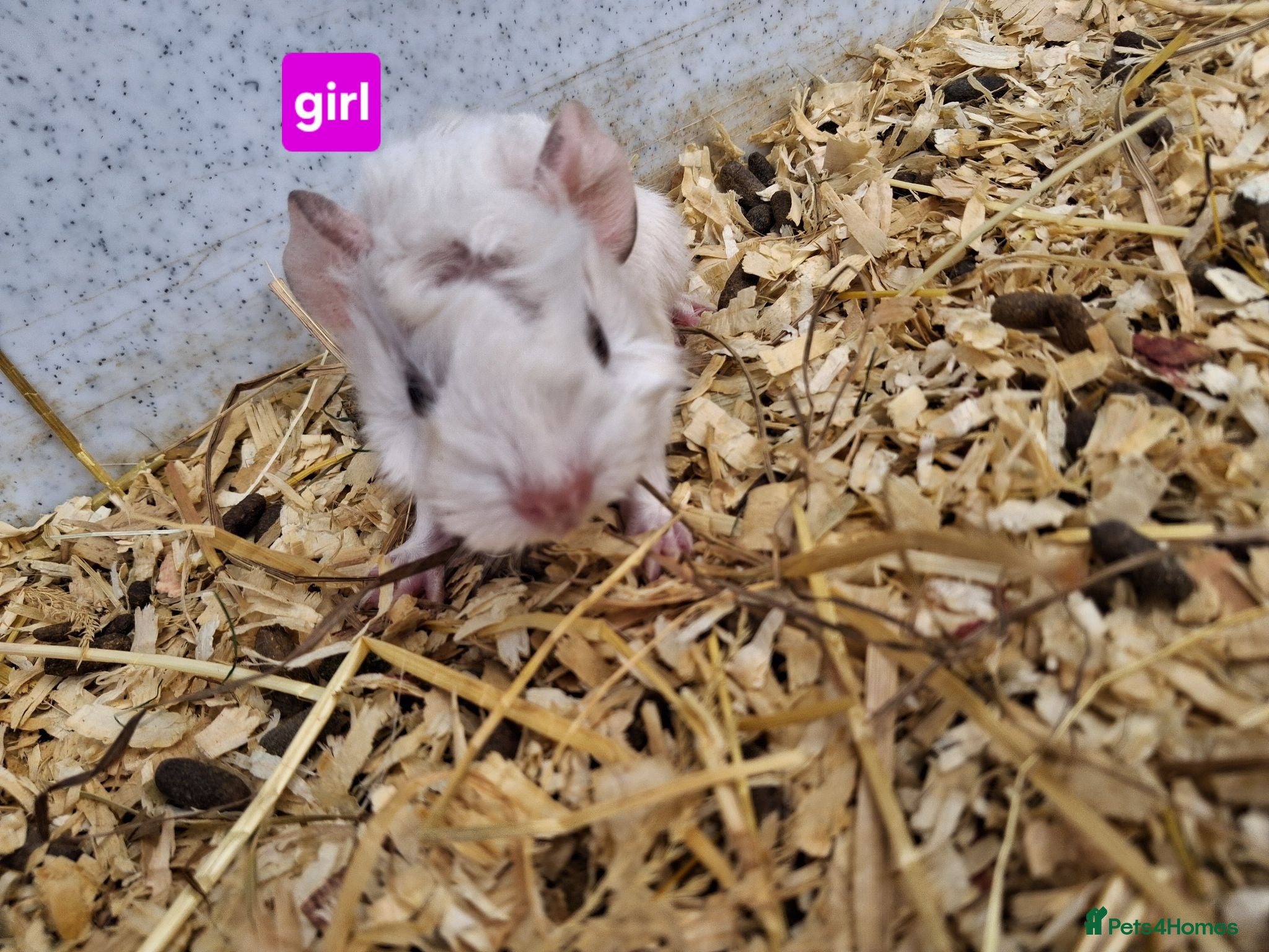 Guinea Pig rodents Full set up EVERYTHING - Advert 22