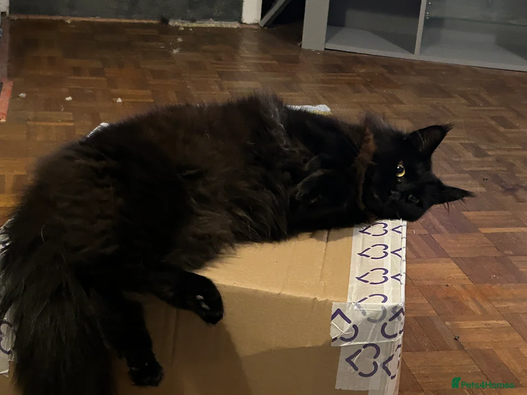 Maine Coon cats for sale: Beautiful female Maine coon  - Advert 6