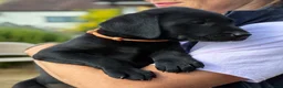 Labrador Retriever dogs for sale: 🐾 READY NOW🐾 FTCH Labrador Puppies - Advert 20
