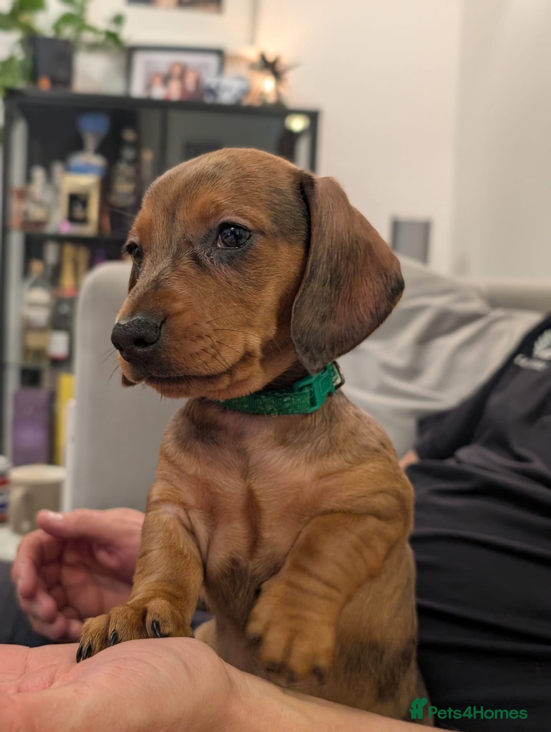 Miniature Dachshund dogs for sale: 2x miniature dachshunds - Image 12