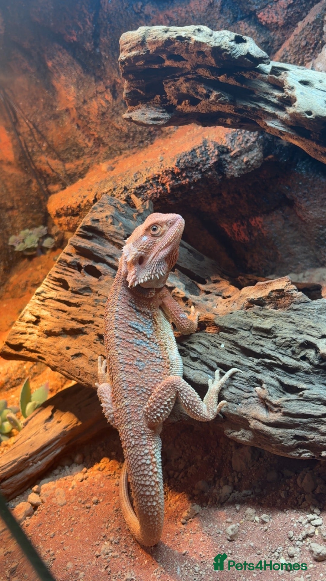 Bearded Dragon reptiles Bearded dragon rehoming  - Advert 3
