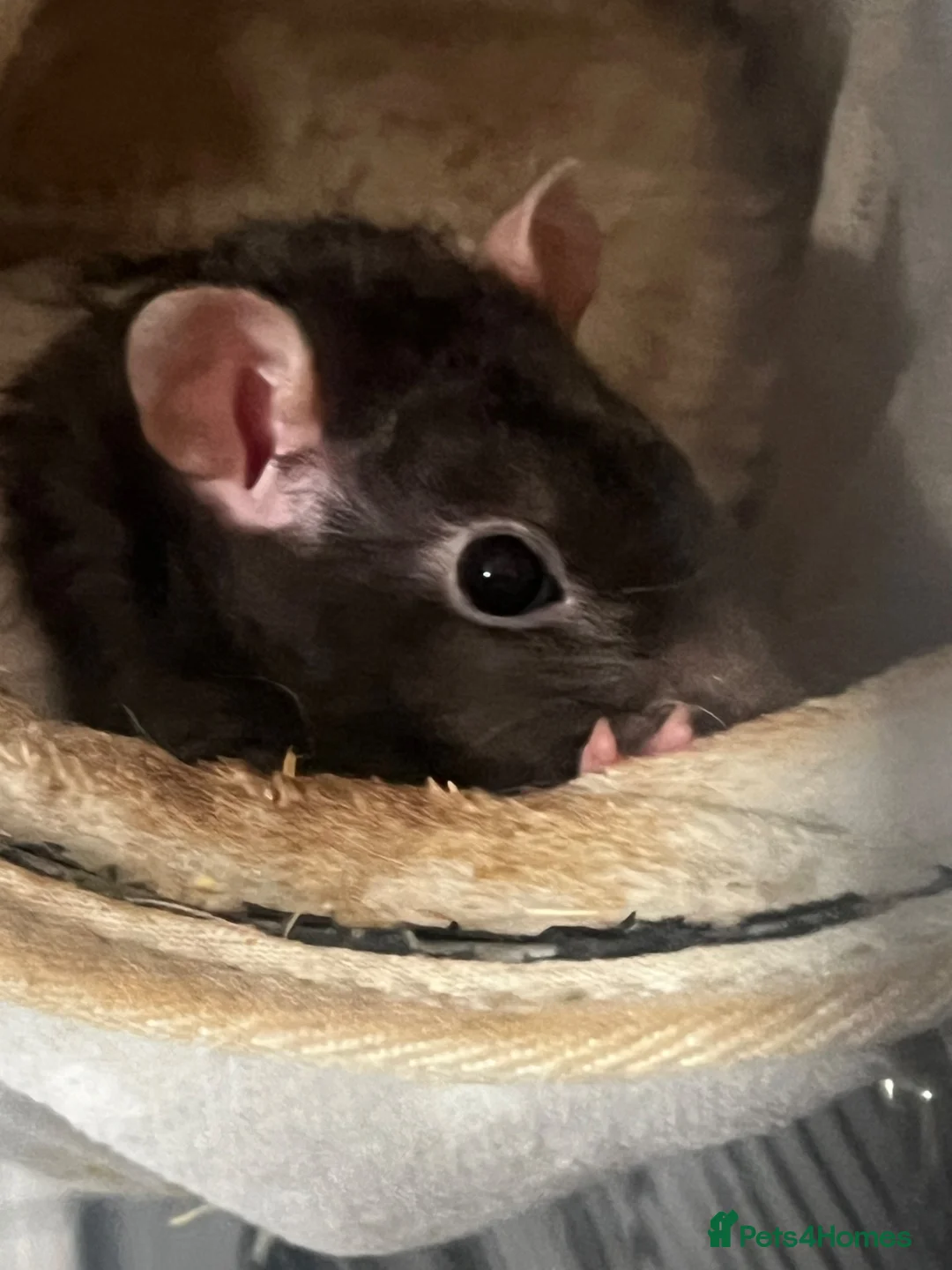 Rat rodents for sale: 3 male rats  - Advert 3
