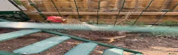 Chickens poultry for sale: Cream legbar hen - Advert 5