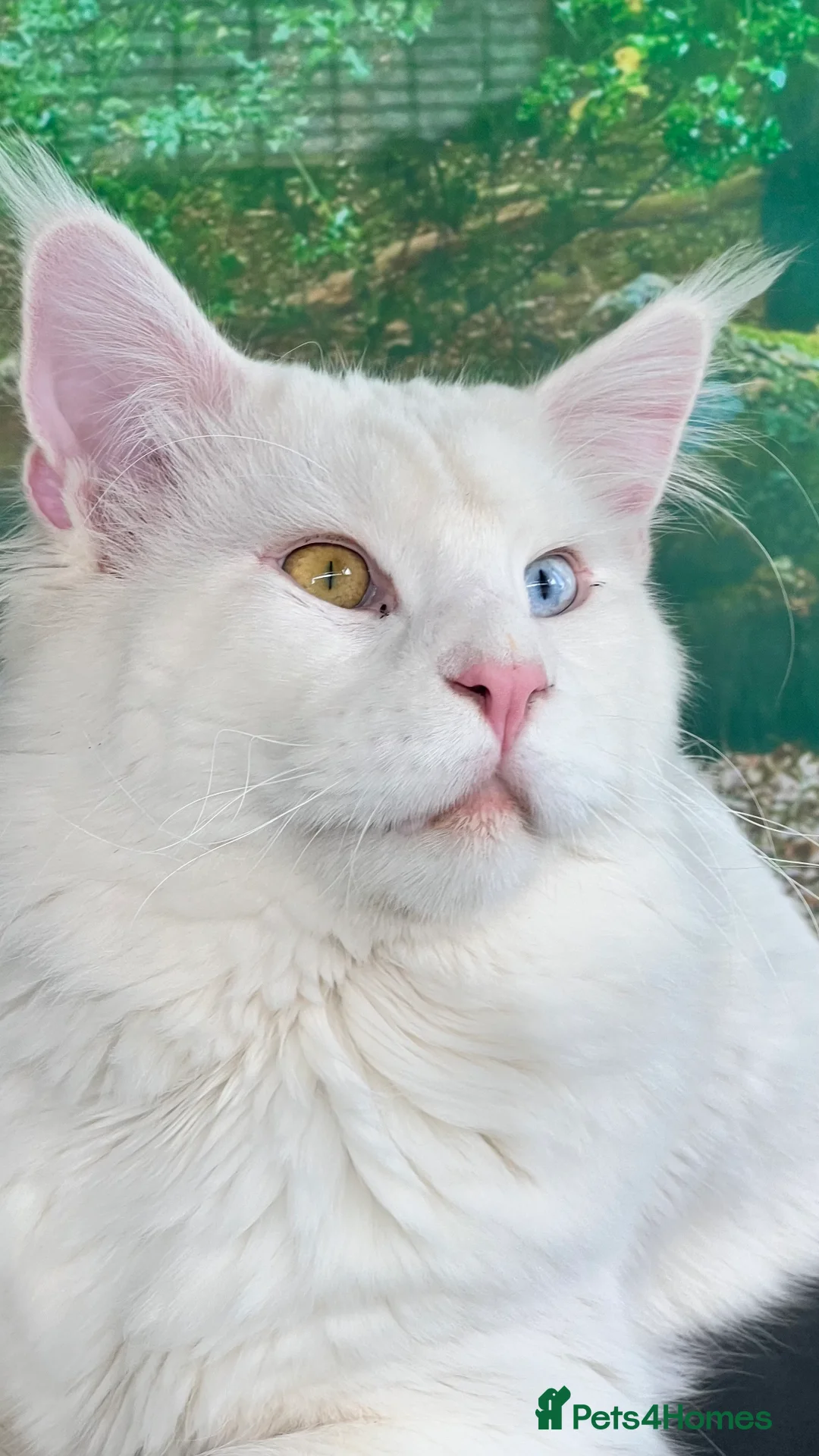 Maine Coon cats for stud: XL STUD AVAILABLE AND KITTENS in Brighouse - Advert 4