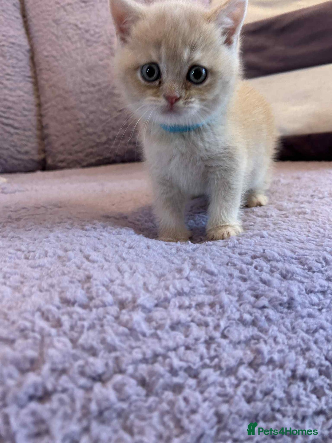 British Shorthair cats for sale: 🐾 Gorgeous British Shorthair Kittens 🐾 - Image 8