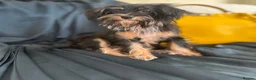 Yorkshire Terrier dogs for sale: Adorable Yorkie Puppies (carriers of Choco gene) - Advert 11