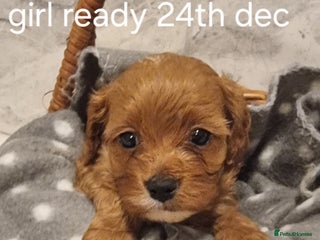 Cavapoo dogs Stunning f1 toy cavapoo girls - Advert 9