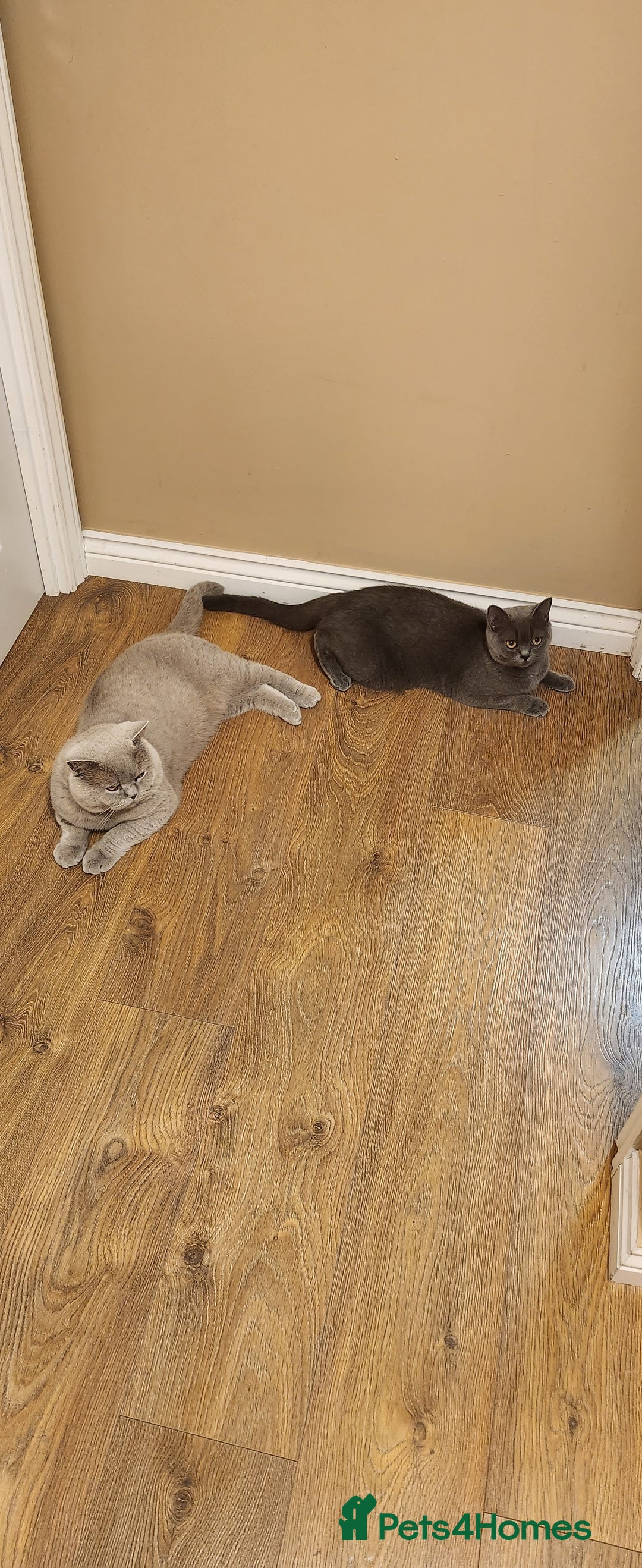 British Shorthair cats for sale: British shorthire  kittens - Image 6