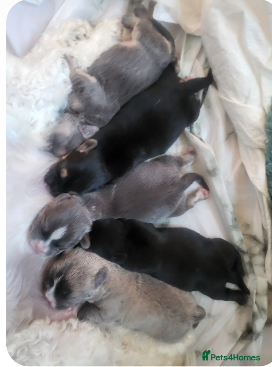Mixed Breed dogs matlpooXFrenchie puppies - Advert 4