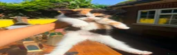 British Shorthair cats for sale: Stunning British Shorthair Kittens Ready Now! - Advert 14