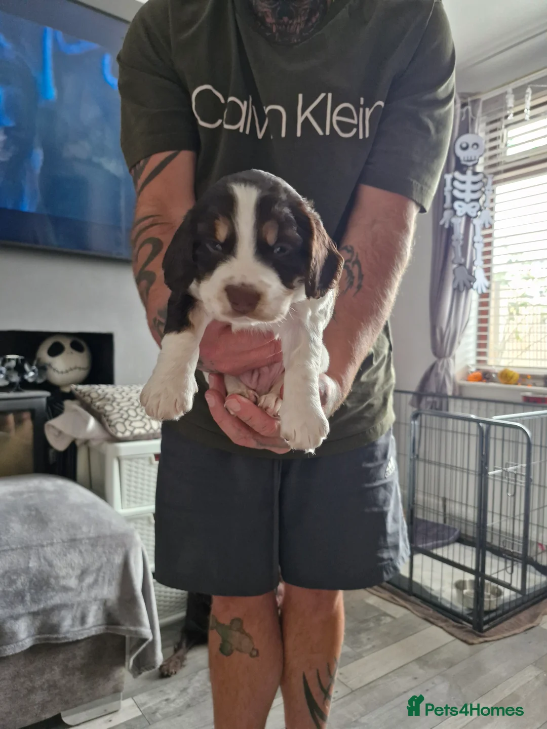 Sprocker dogs for sale: Sprockers - Advert 6