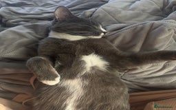 British Shorthair cats for sale: 8 month old ozzy  - Image 1