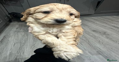 Cockapoo dogs - Advert 2