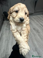 Cockapoo dogs - Advert 2