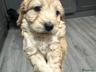 Cockapoo dogs - Advert 26