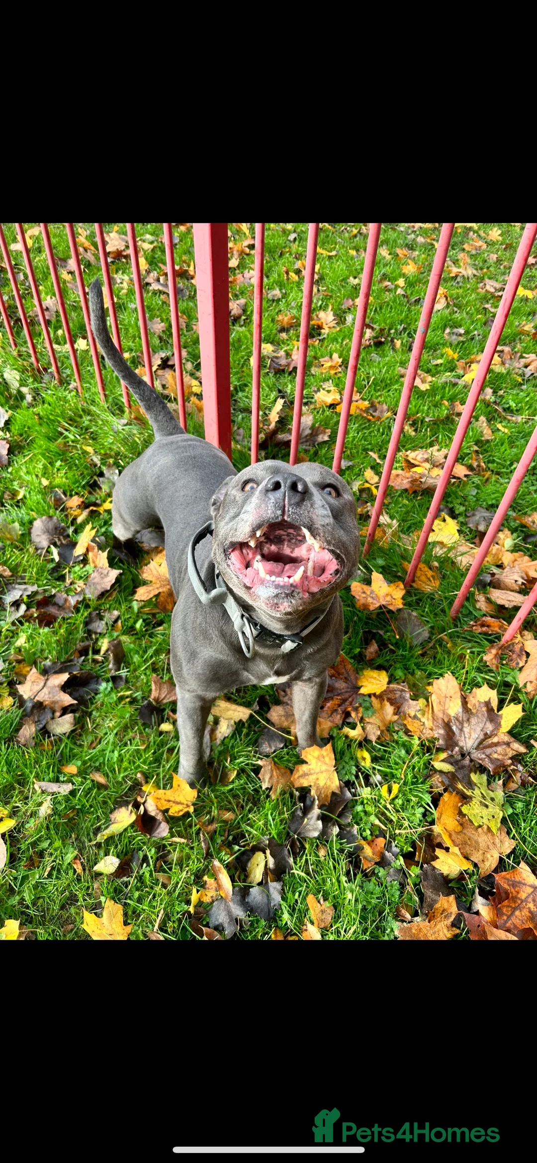 Staffordshire Bull Terrier dogs for stud: Blue Staffordshire Bull Terrier for STUD!  in Newcastle upon Tyne - Advert 5