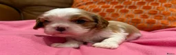 Cavalier King Charles Spaniel dogs for sale: KC reg 1 pure ruby boy and 1 Blenheim boy  - Advert 14