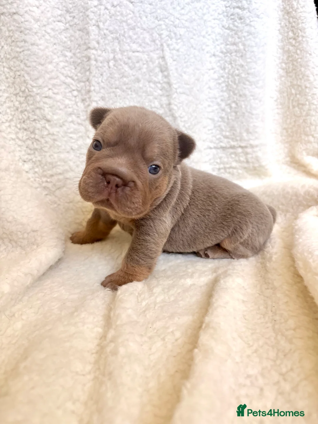 French Bulldog dogs for sale:  MASSIVELY REDUCED AGAIN!!READY TO LEAVE-frenchies - Advert 40