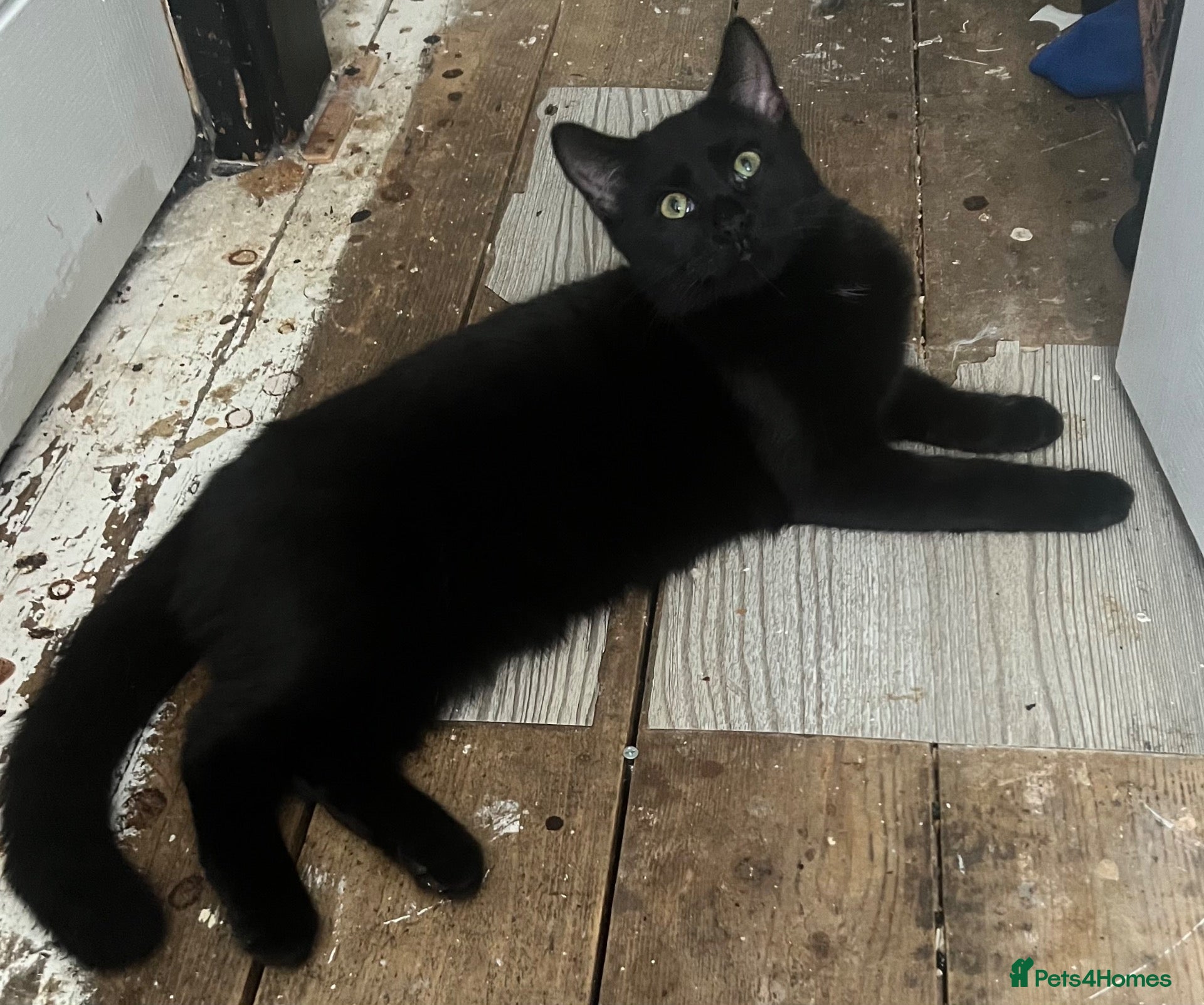 Domestic Shorthair cats £10 pickachu John Boy, looking for his new family - Advert 5