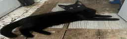 Domestic Shorthair cats for sale: £10 pickachu John Boy, looking for his new family - Advert 1
