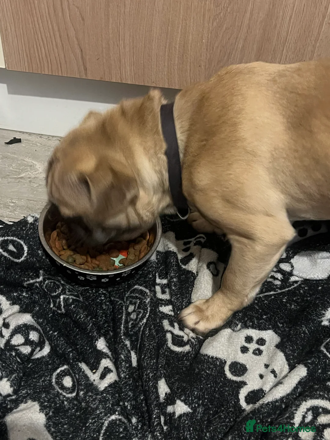 Frug dogs for sale: Dexter - Advert 5