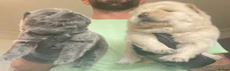 Chow Chow dogs for sale: Beautiful Kc registered chow chow puppies in Liverpool - Advert 3