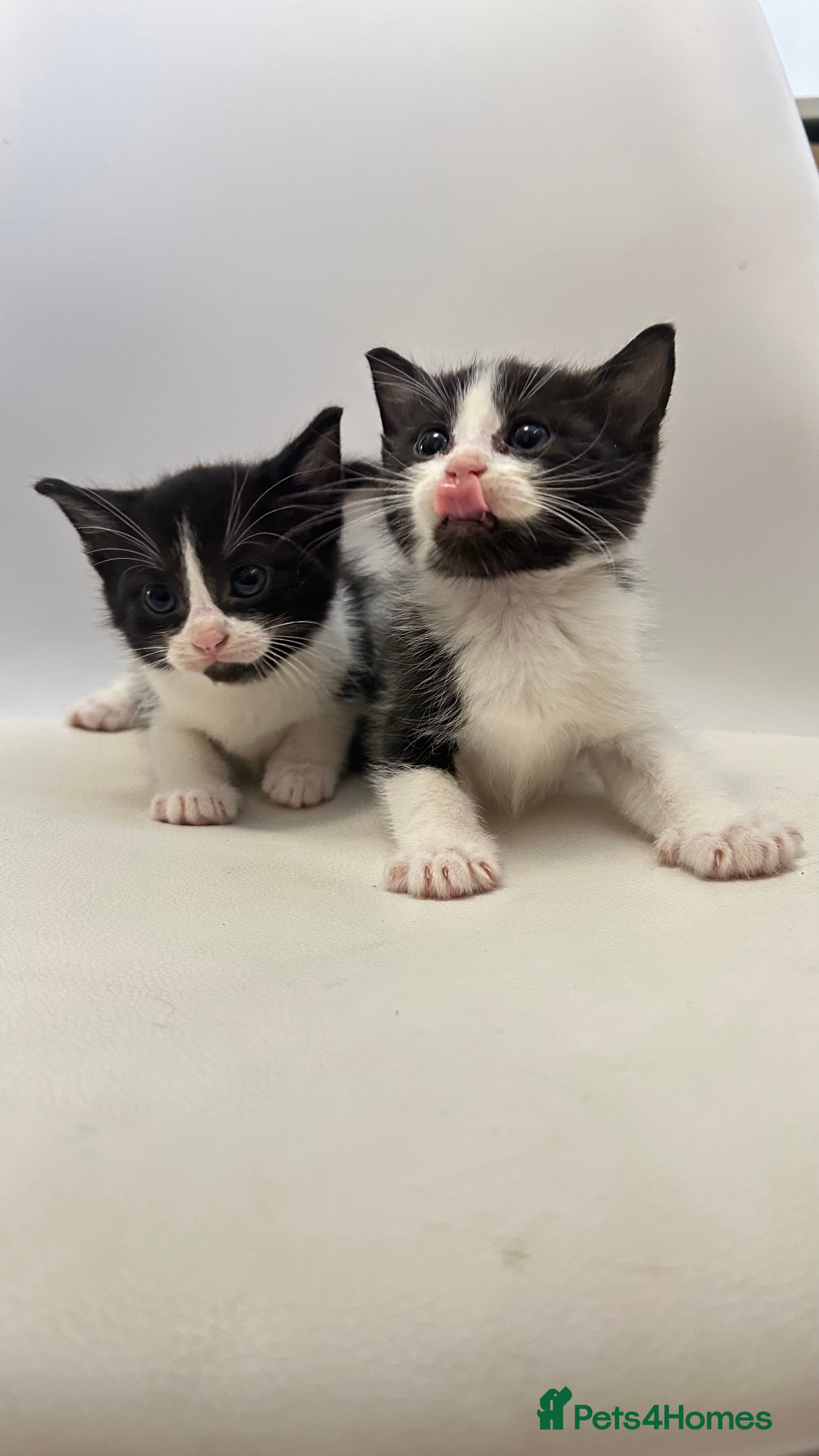 Ragdoll cats Adorable Kittens for Sale – 2 Males & 4 Females - Advert 8