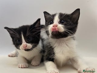 Ragdoll cats - Advert 18