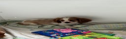 Cavalier King Charles Spaniel dogs for sale: Kc registered cavalier king charles puppies - Advert 7