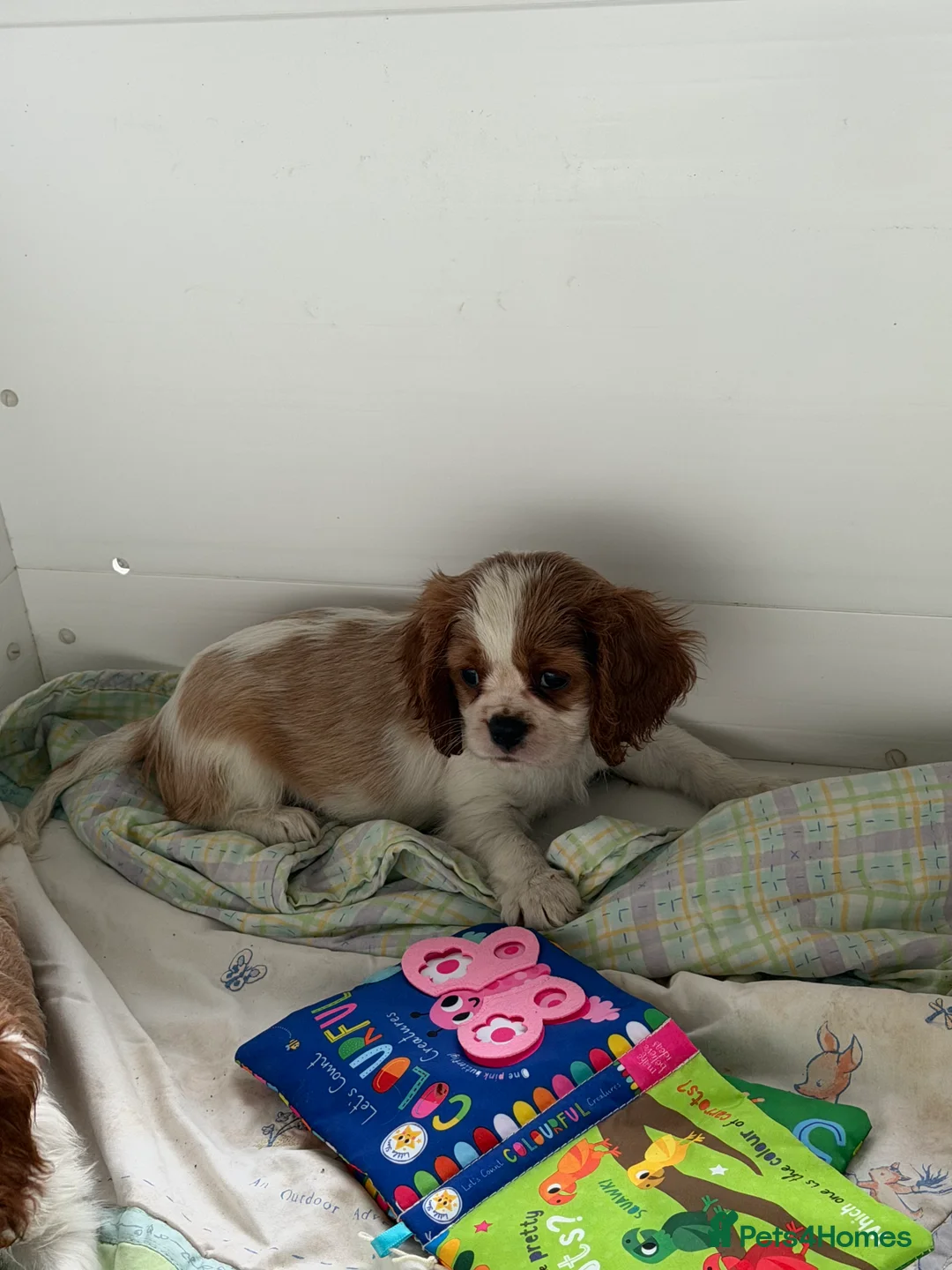 Cavalier King Charles Spaniel dogs for sale: Kc registered cavalier king charles puppies - Advert 9