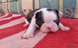 Boston Terrier dogs for sale: Beautiful Boston Terriers pups - Image 12