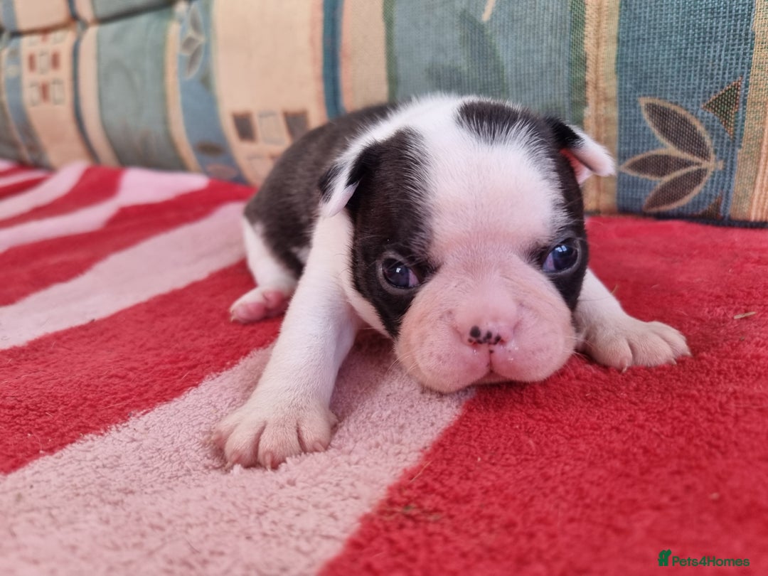 Boston Terrier dogs for sale: Beautiful Boston Terriers pups - Image 12