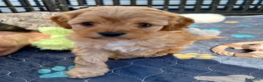 Cavapoo 4