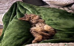 American Shorthair cats for sale: Tabby Kitten  - Image 15