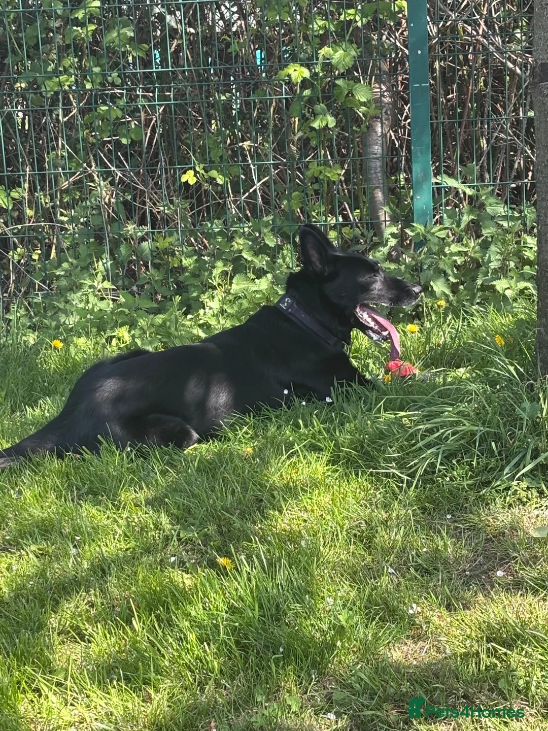 Belgian Shepherd Dog dogs for stud: Belgium Malinois  - Advert 2