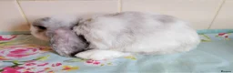 Mini Lop rabbits for sale: Pedigree Mini Lops in Tamworth - Advert 3