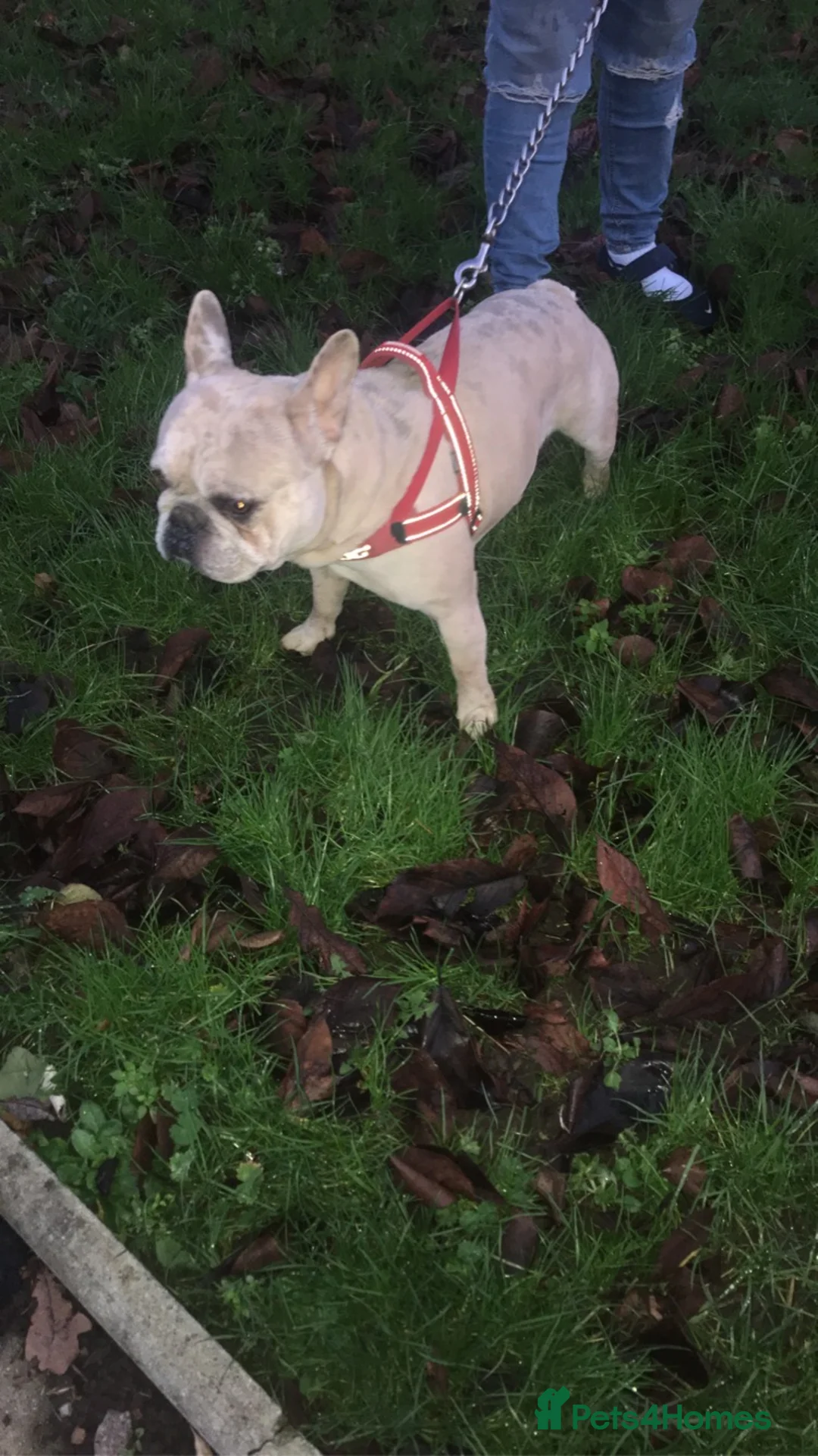 French Bulldog dogs for sale: True type french bulldog  - Advert 5