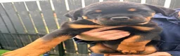Rottweiler dogs for sale: 2 amazing KC registered rottweiler puppies left - Advert 7