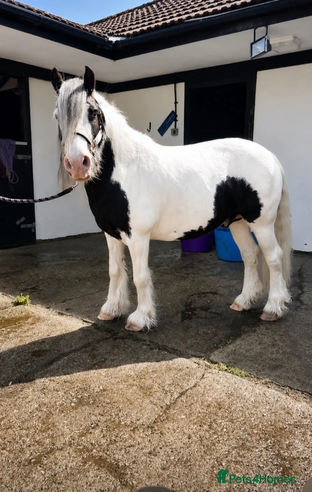 Irish Cob horses for sale: Little Dude - 11.2hh - all rounder  in Faversham - Advert 2