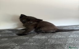 Ragdoll cats for sale: Beautiful Ragdoll X Kittens For Sale 🐾  - Image 9