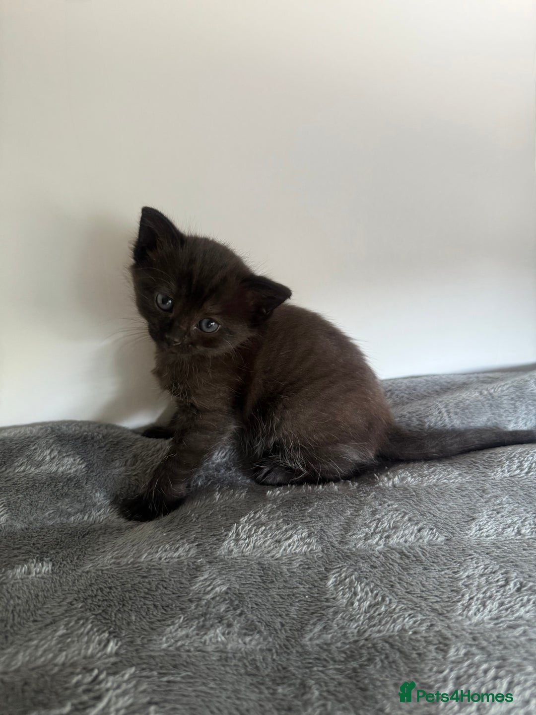 Ragdoll cats for sale: Beautiful Ragdoll X Kittens For Sale 🐾  - Image 9