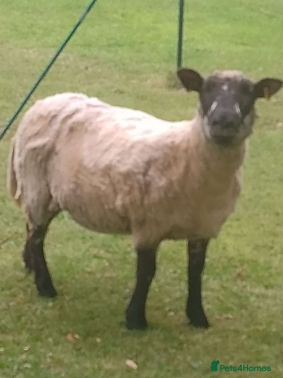 Sheep livestock for sale: Cheviot x Shropshire yearling ewes  - Image 4