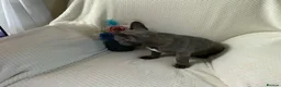 French Bulldog dogs for sale: KC registered adorable french bulldog boy  - Advert 10