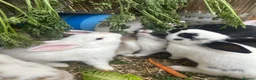Mixed Breed rabbits for sale: Mixed lop ready to go  - Advert 4