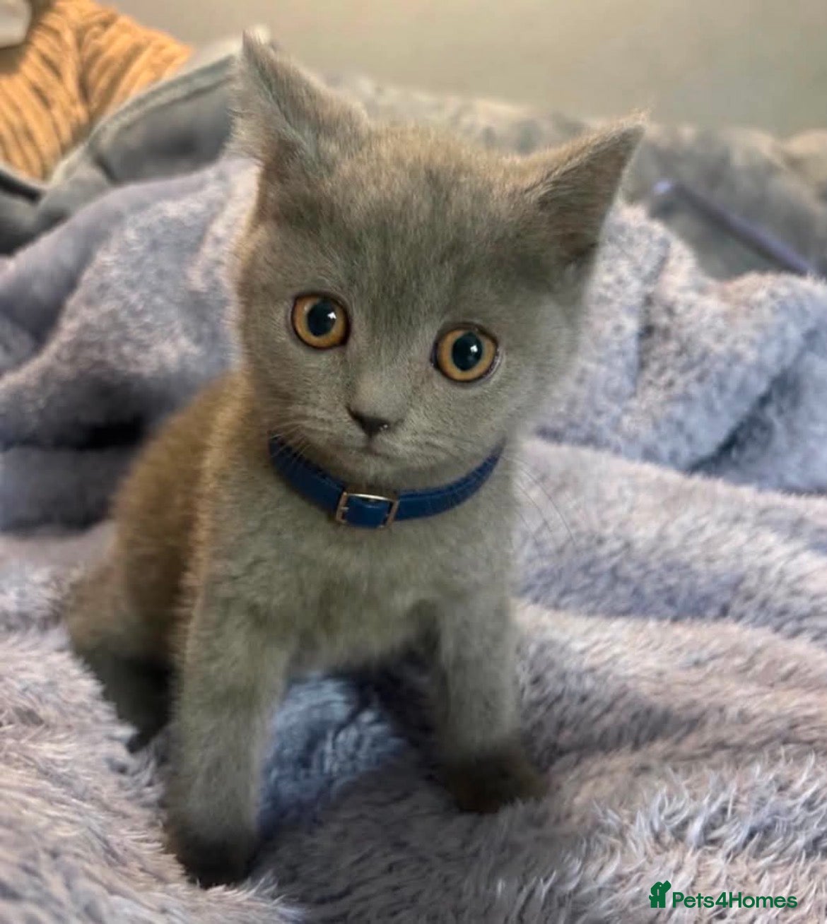 British Shorthair cats 5 Beautiful British Shorthair kittens  - Advert 6