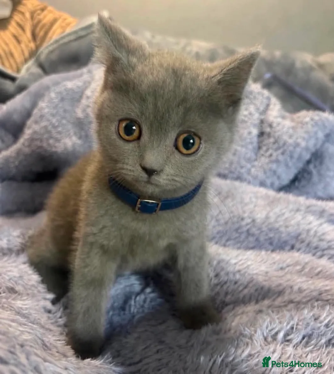 British Shorthair cats for sale: 5 Beautiful British Shorthair kittens  - Advert 1