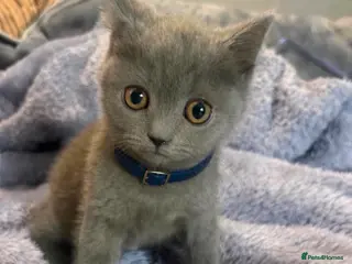 British Shorthair cats 5 Beautiful British Shorthair kittens - Advert 6
